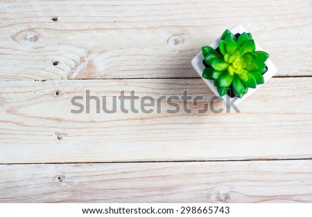 Succulent in pot wooden table background with copy space