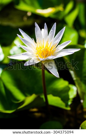 beautiful white lotus flower on the water