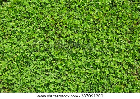 summer green background textured grass and leaf in sunlight