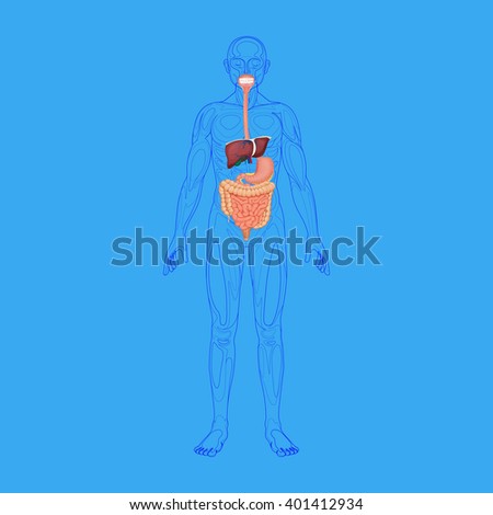 Human Digestive System Stock Vector Illustration Shutterstock