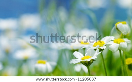 Daisy flowers (shallow DOF); spring series B