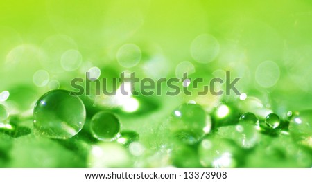 macro of water droplets on a green leaf (shallow DOF)