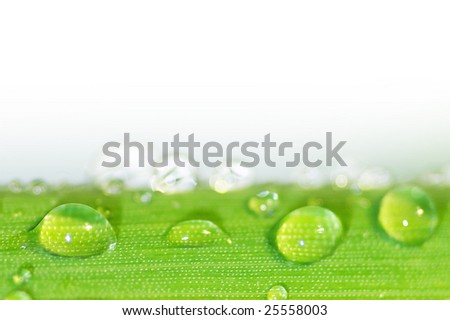 water droplet on leaf; shallow (DOF)