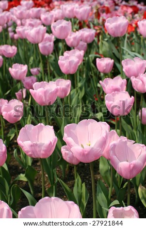 Tulip Pink Diamond (Liliaceae Tulipa Pink Diamond)