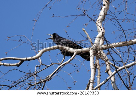 spring, a black crow on a white birch