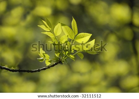 young green leaves of a tree in the sun