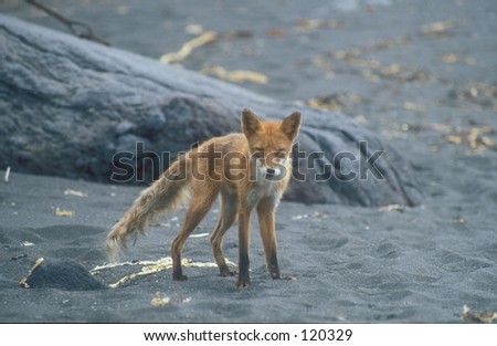 Red fox. Pacific coast of the Kunashir Island, south Kurile Islands