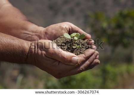 Farmer hands with soil and a green sprout