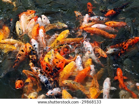 Brocaded carps swimming in the water.