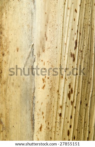 Texture of old banana tree trunk.