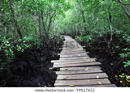 beautiful mangrove