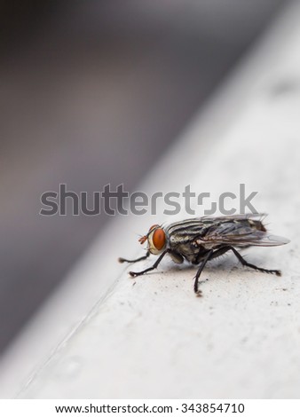 Insect fly close to nature