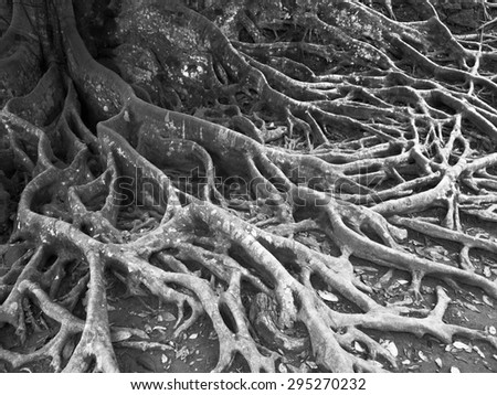tree root texture in black and white