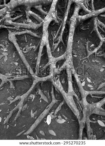 tree root texture in black and white