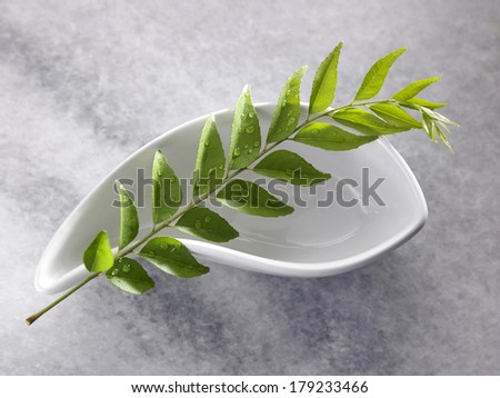 Top view of fresh curry leaf