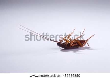 cockroach on the plain background