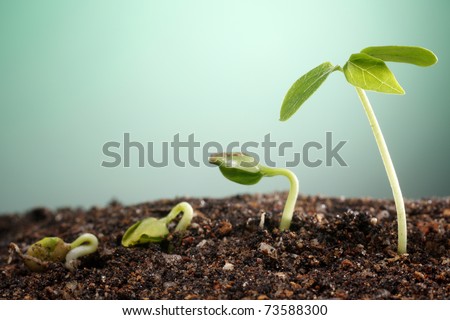 stock image of the small plant growing