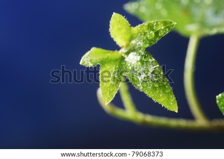 stock image of the close up of ivy plant
