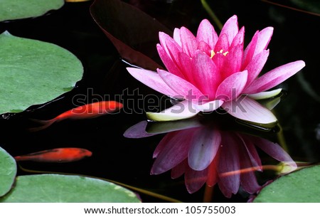 Pink Water Lily and Gold Fish