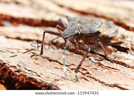 Brown Stink Bug (pentatomidae) Camouflaged against textured Tree Bark in narrow focus