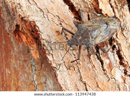 Brown Stink Bug (pentatomidae) Camouflaged against textured Tree Bark