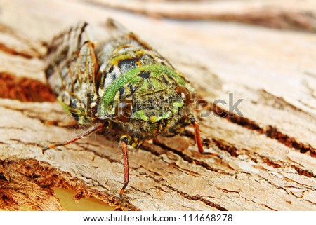 Beautiful Green Cicada Camouflaged on Rough Textured Tree Bark