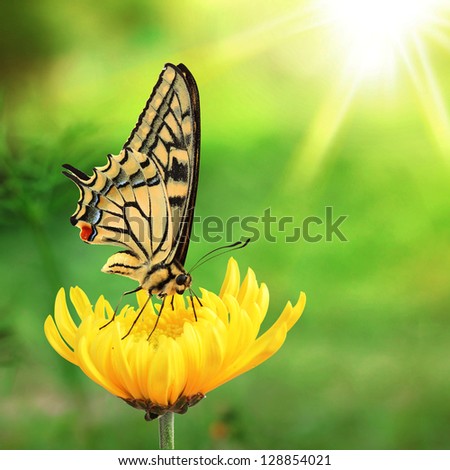 Beautiful Yellow and Black Butterfly (lepidoptera) on a Bright Yellow Flower in the morning sunlight