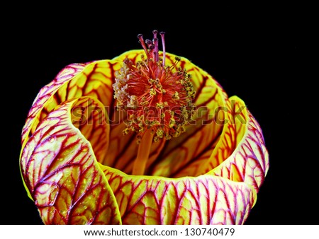 Macro of a Beautiful Red and Yellow Flowering Maple (also known as Chinese Lantern) isolated on black