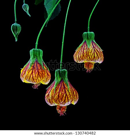 Three Beautiful Red and Yellow Flowering Maples (also known as Chinese Lantern) isolated on black