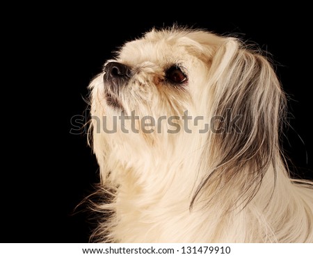 Messy but Adorable Mixed Breed Dog with long scruffy hair isolated on black