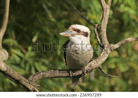 Kookaburra- Australian native bird