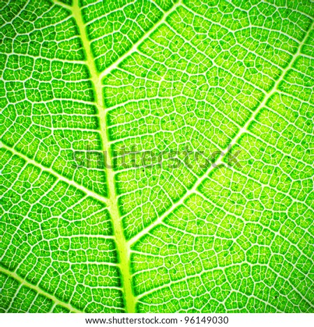 Green Leaf in extreme close up