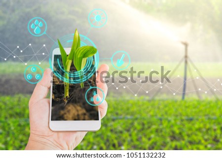 Growing young maize seedling in a mobile smartphone on hand with modern agriculture digital technology concepts