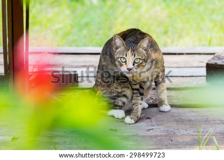 Cat on a wooden floor in the garden.