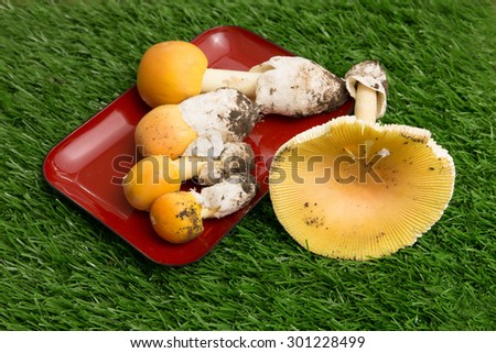 Wild mushroom dishes in red on the grass. A kind of edible wild mushrooms