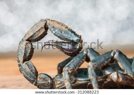 macro of a scorpion stinger