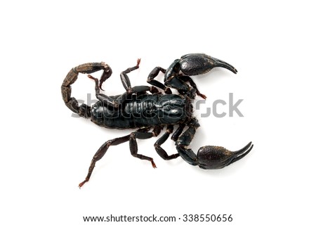 Giant forest scorpion species found in tropical and subtropical