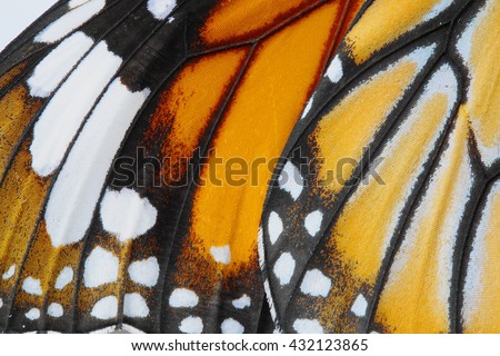 Macro Butterfly wing background, common tiger butterfly , Danaus Genutia, monarch butterfly