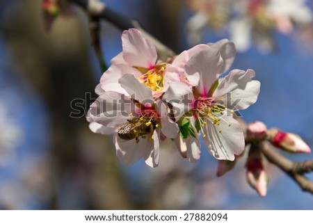 Bee at work. Bee and plum flowers