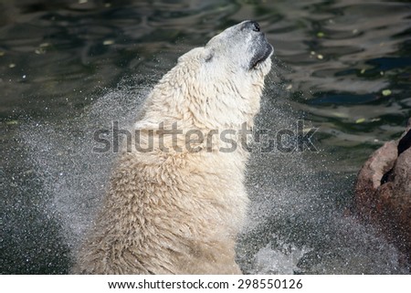 Polar bear in water shaking head.