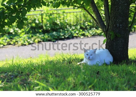 The white cat which rests at the shade of a tree.