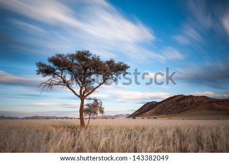 Clouds streak over the Namib Rand Conservancy, as a tall tree protrudes from the tall, golden grass.