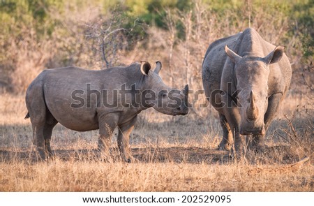 White Rhinoceros mother and calf standing on a grass plain.
