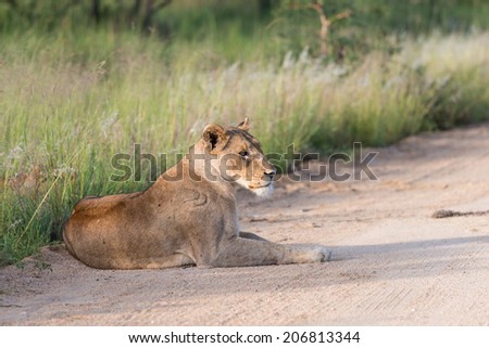 An adult Lioness rests on the side of a dirt road.