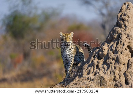 An alert female Leopard stands on an anthill looking for prey.