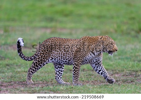 A male Leopard walks across green grassy plains.