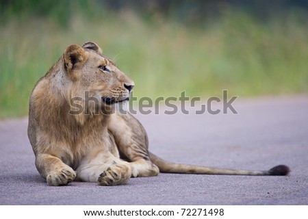 Young Sub-adult male Lion resting on tar road - Kruger National Park, South Africa - Kruger National Park, South Africa