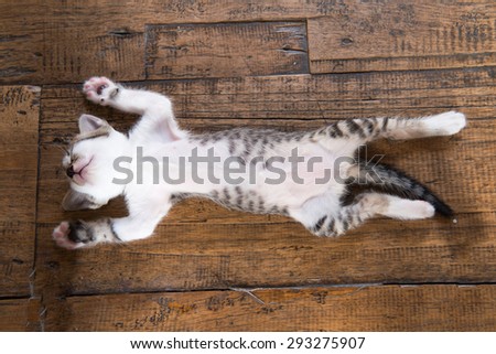 kitten sleeps on the wooden floor