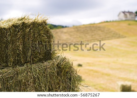 Land with hay squares