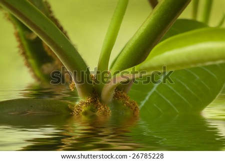 Plant in water. A picture close up